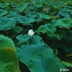 Meet your Posher, Charles